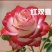 红双喜月季特大花浓香庭院阳台花卉盆栽植物玫瑰花苗
