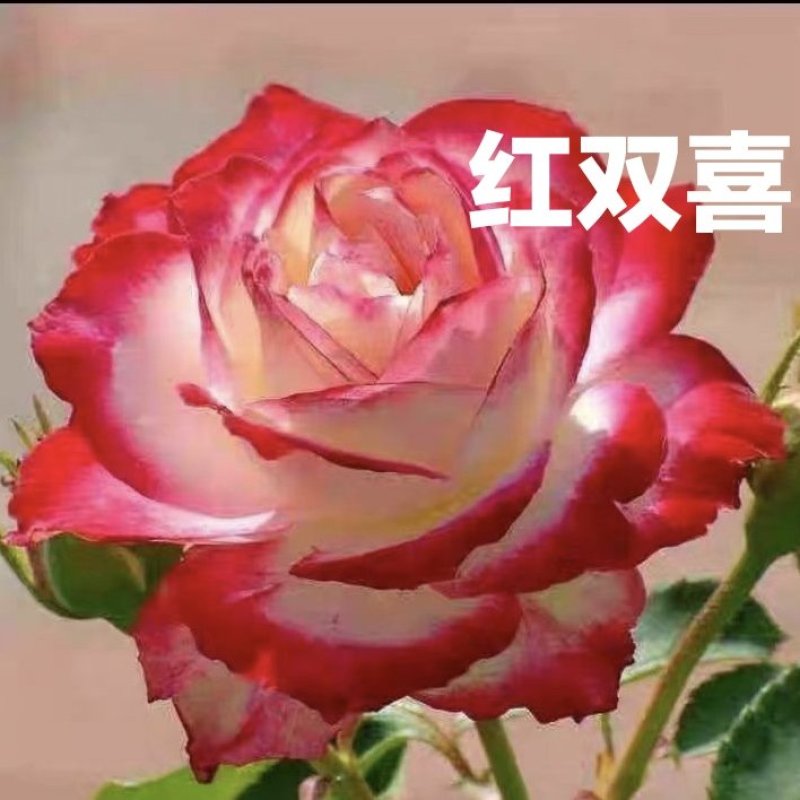 红双喜月季特大花浓香庭院阳台花卉盆栽植物玫瑰花苗