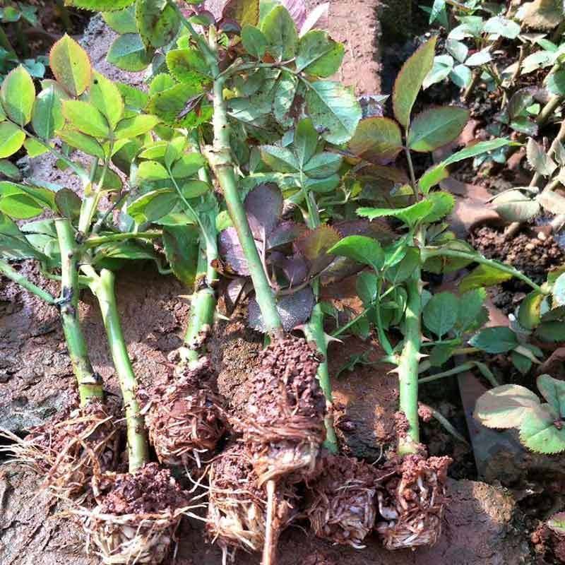 红双喜月季特大花浓香庭院阳台花卉盆栽植物玫瑰花苗