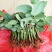 红双喜月季特大花浓香庭院阳台花卉盆栽植物玫瑰花苗