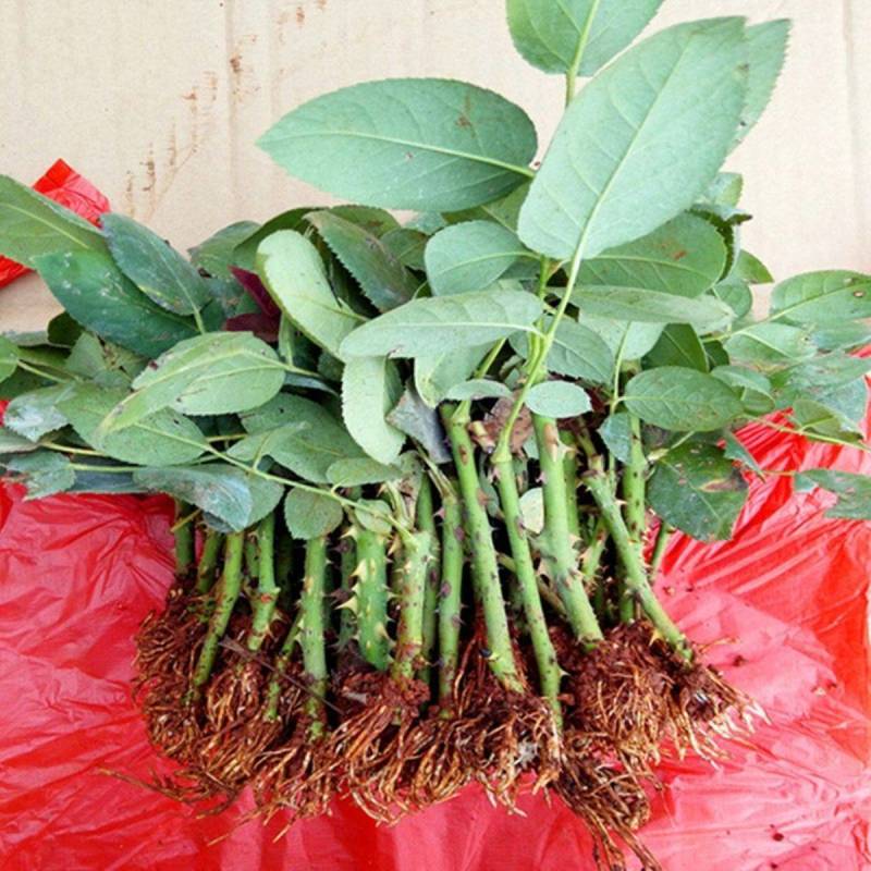 红双喜月季特大花浓香庭院阳台花卉盆栽植物玫瑰花苗