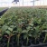 红双喜月季特大花浓香庭院阳台花卉盆栽植物玫瑰花苗