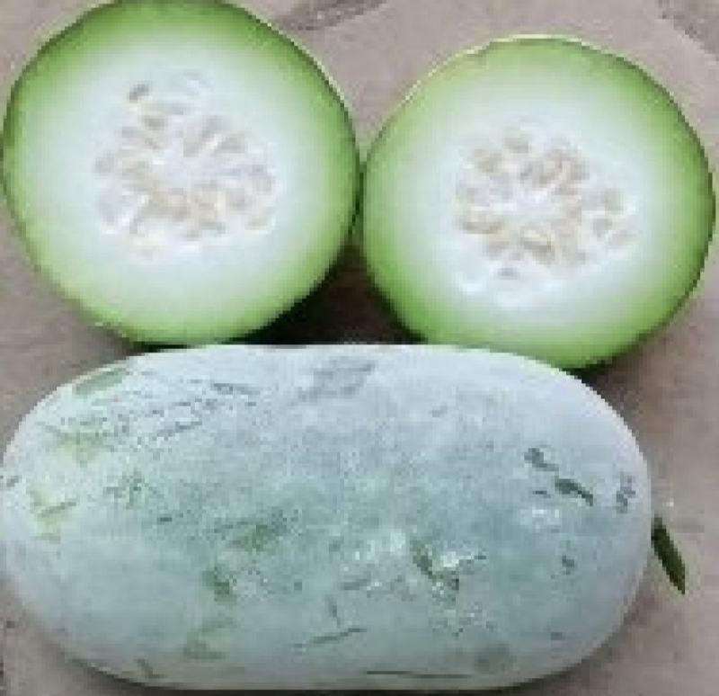 草鱼苗