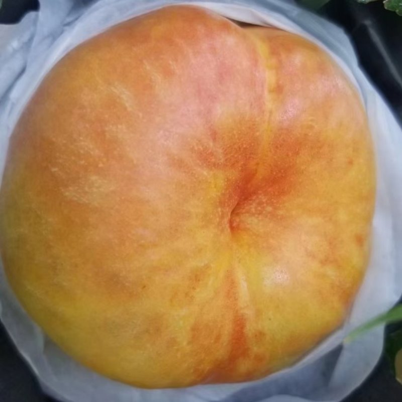 油蟠桃7/7蟠桃，36/5黄潘桃，毛潘十一。各种蟠桃