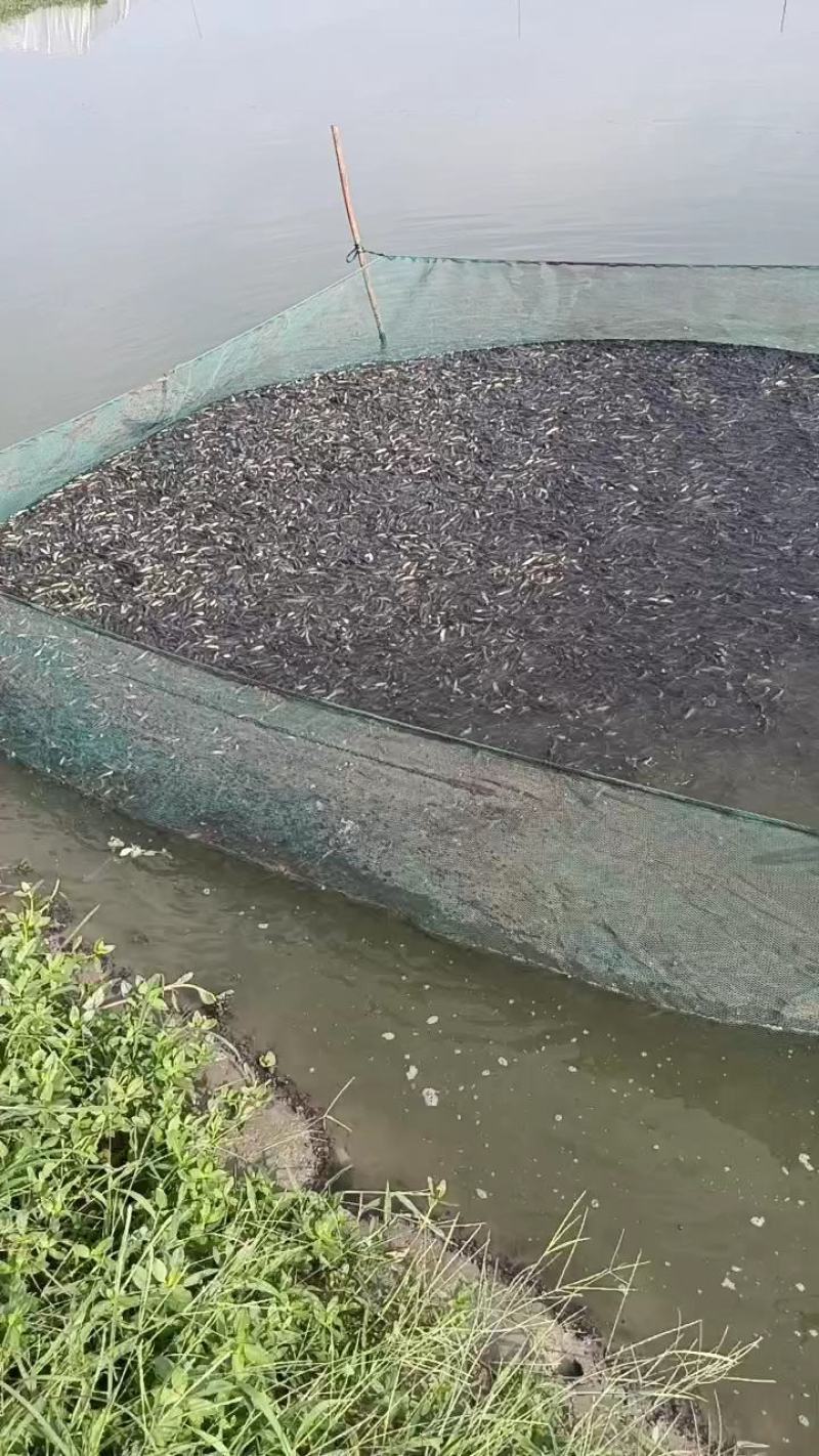 山东鱼苗黑鱼苗保质保量可视频看货欢迎来电订购