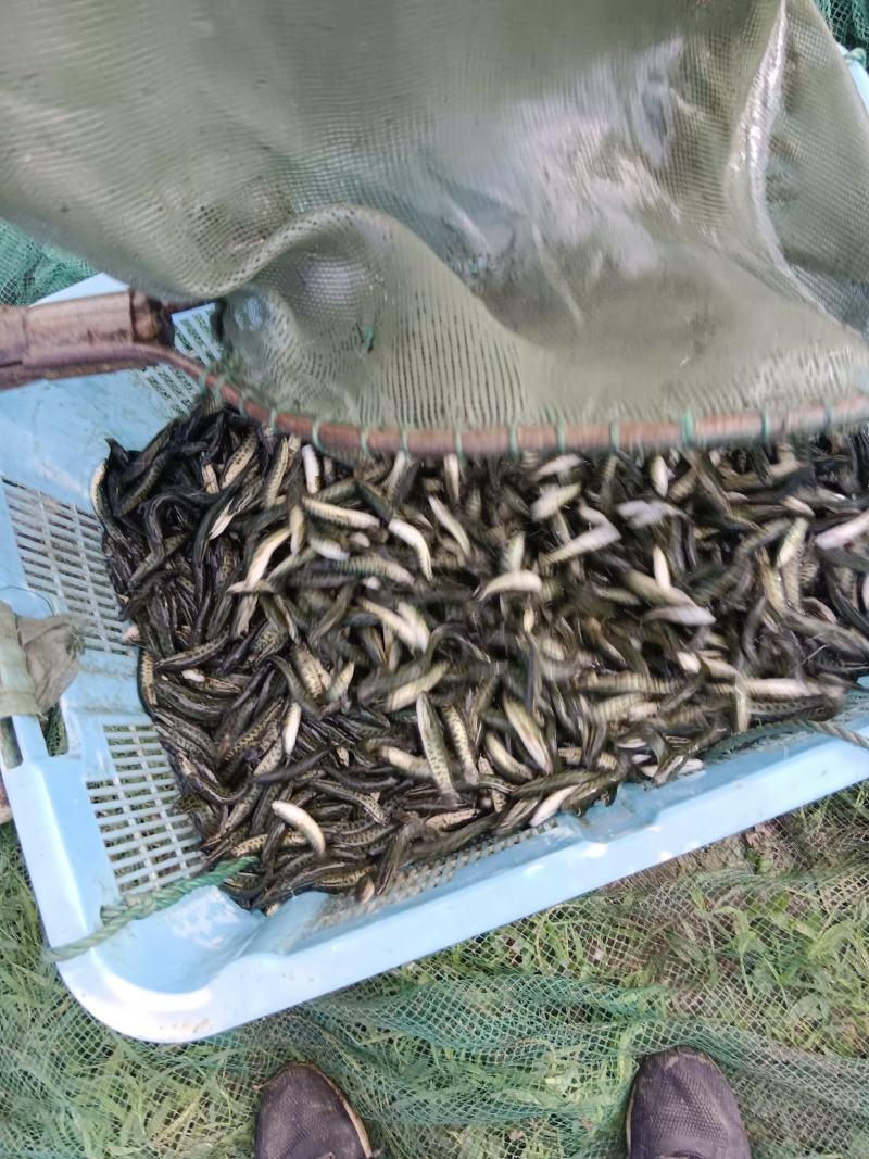 山东鱼苗黑鱼苗保质保量可视频看货欢迎来电订购