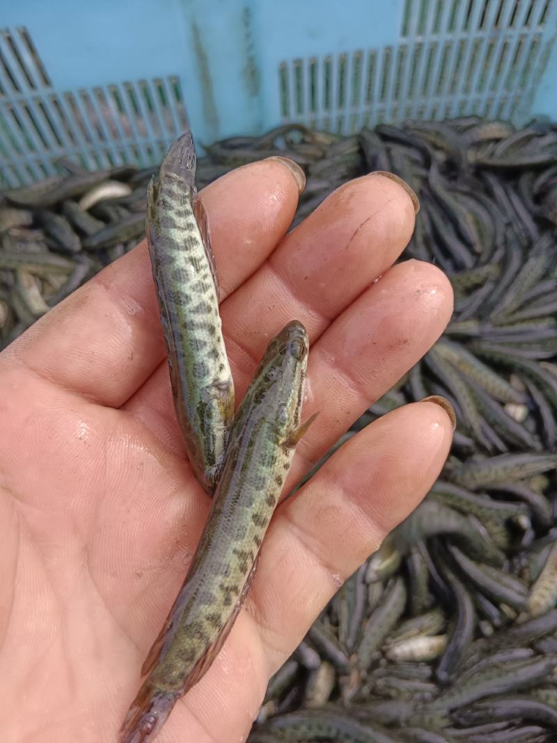 山东鱼苗黑鱼苗保质保量可视频看货欢迎来电订购