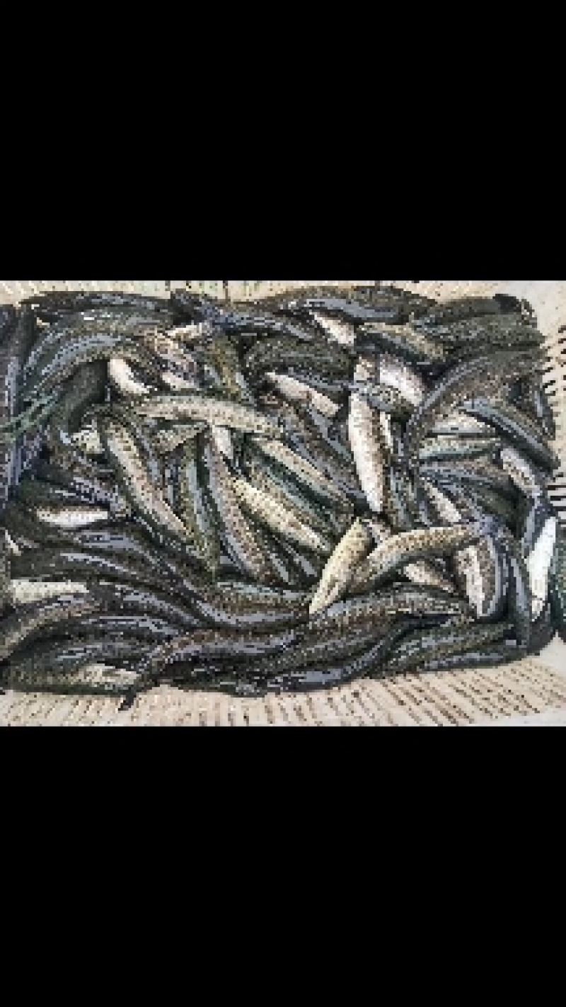 山东鱼苗黑鱼苗保质保量可视频看货欢迎来电订购