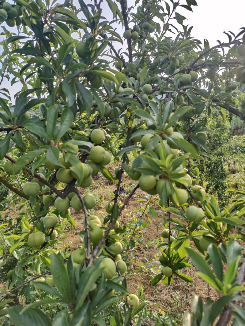 贵州毕节七星关区青脆李，脱骨李