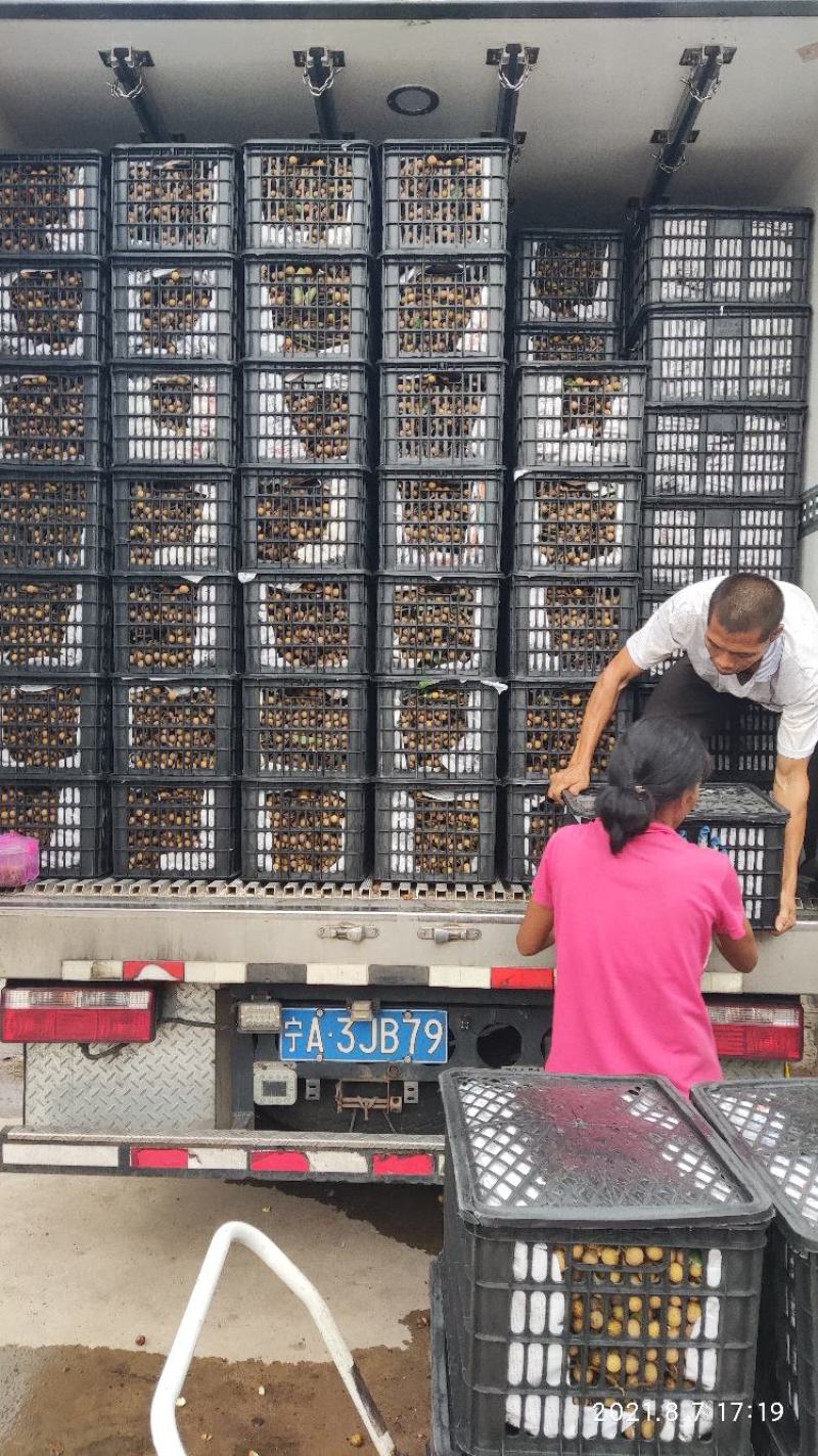 石硖龙眼口感好颜色漂亮产地直供全国代发质量有保证