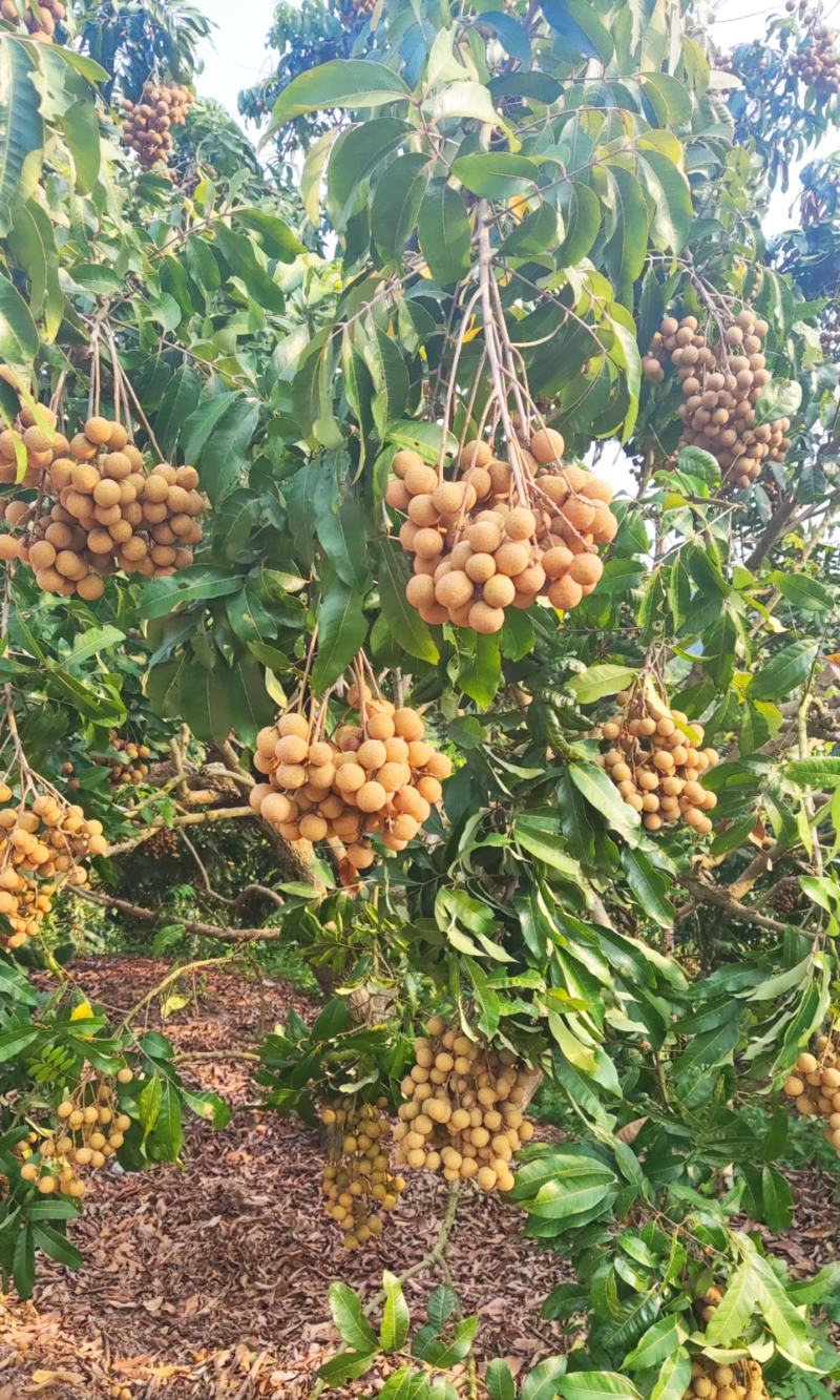 石硖龙眼口感好颜色漂亮产地直供全国代发质量有保证