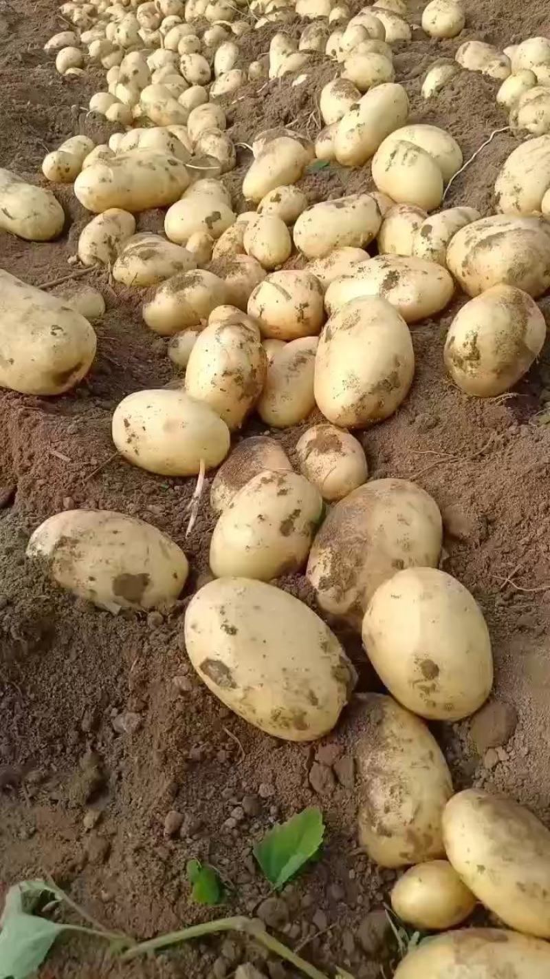 沃土5号辽宁绥中县土豆产区，土豆黄心，口感细腻。