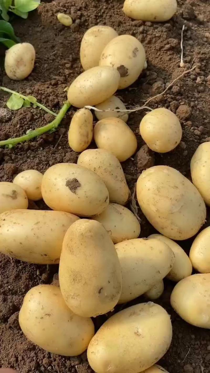 沃土5号辽宁绥中县土豆产区，土豆黄心，口感细腻。
