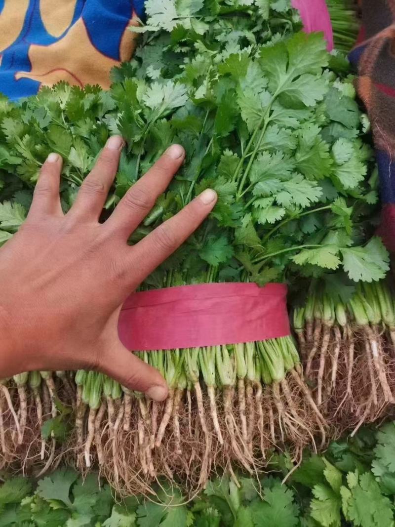 河北大叶香菜，25到30公分叶大颜色绿产地直，发现货现发
