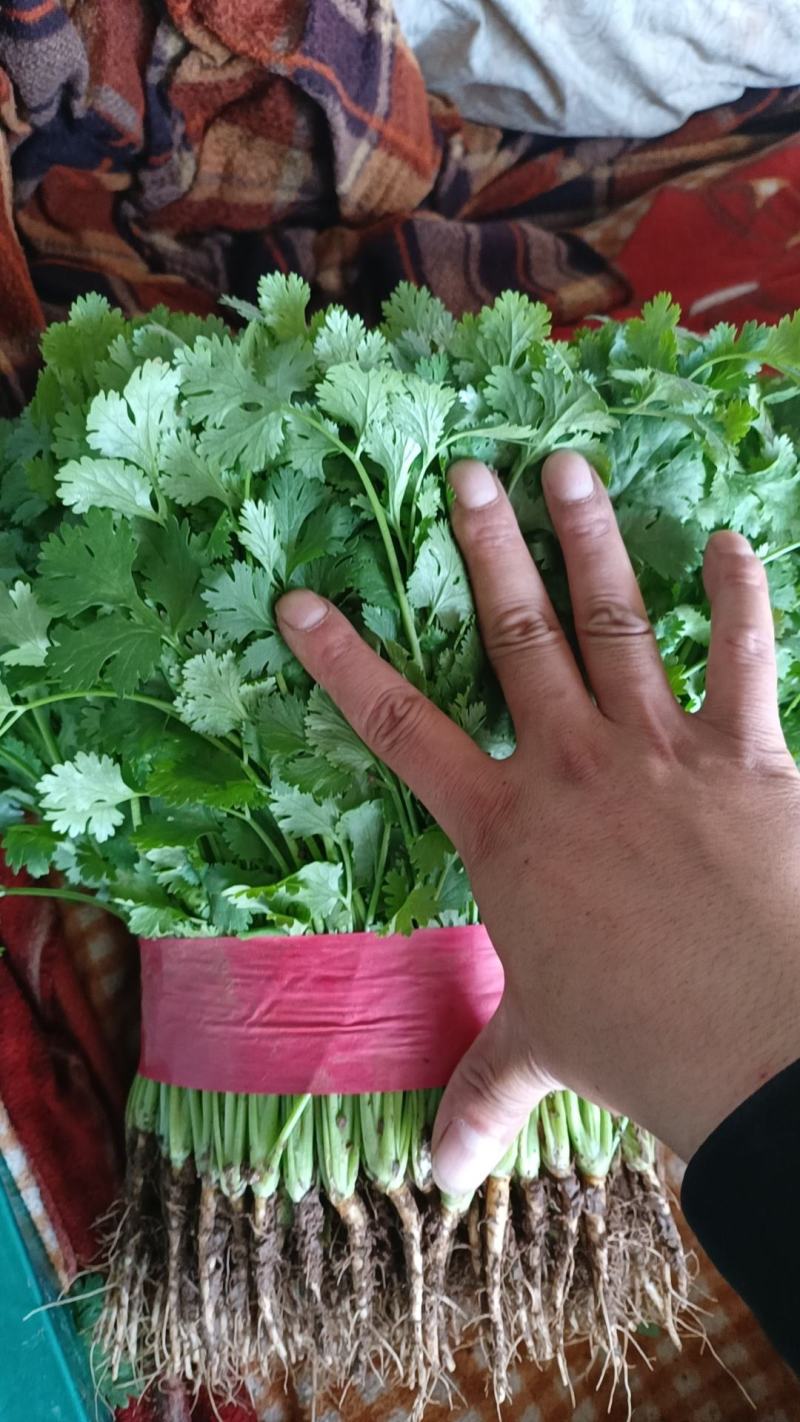 河北大叶香菜，25到30公分叶大颜色绿产地直，发现货现发