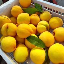 83黄桃安徽产区黄桃罐头加工桃货源充足代收代
