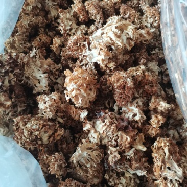 绣球菌实图拍照无理由退货退款干净今年新货