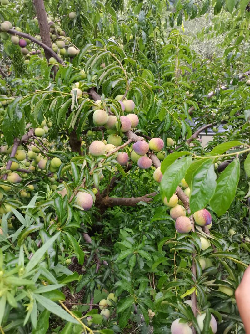 高山半边红大量上市，产地直销，诚信第一…