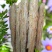 鹅肠，黑棕鹅鹅肠批发，生鲜冷冻，保质保量，全国配送