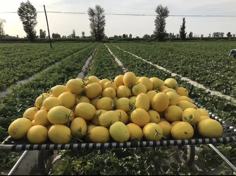 哈密瓜种植区域分布图