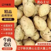 【推荐】辽宁精品黄心土豆大量上市供应市场商超电商平台