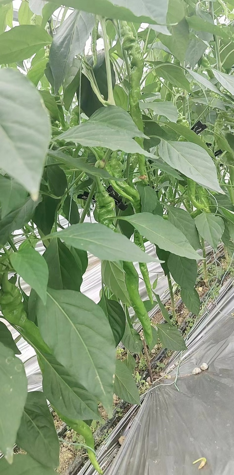 贵州螺丝椒大量供应