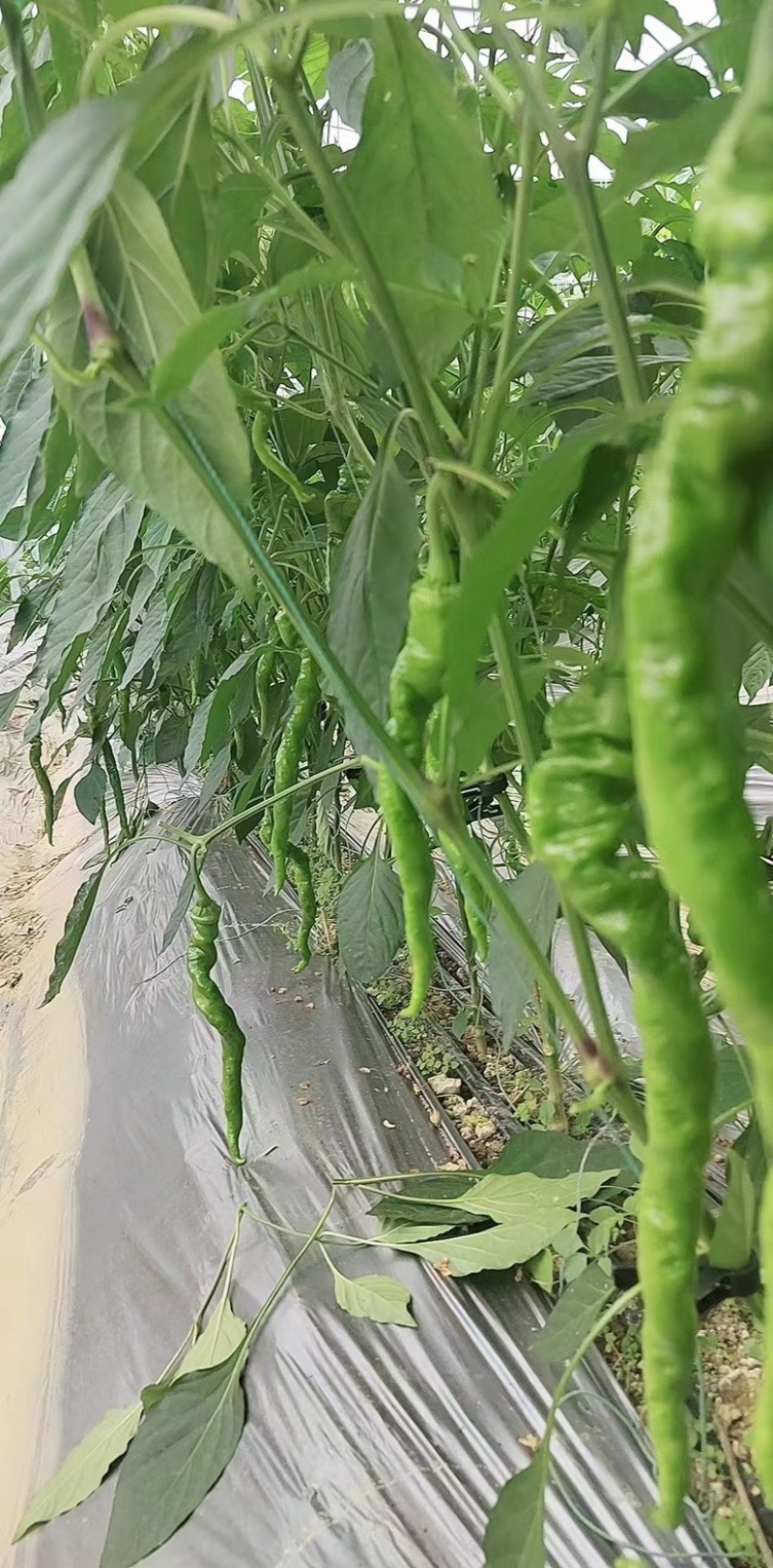 贵州螺丝椒大量供应
