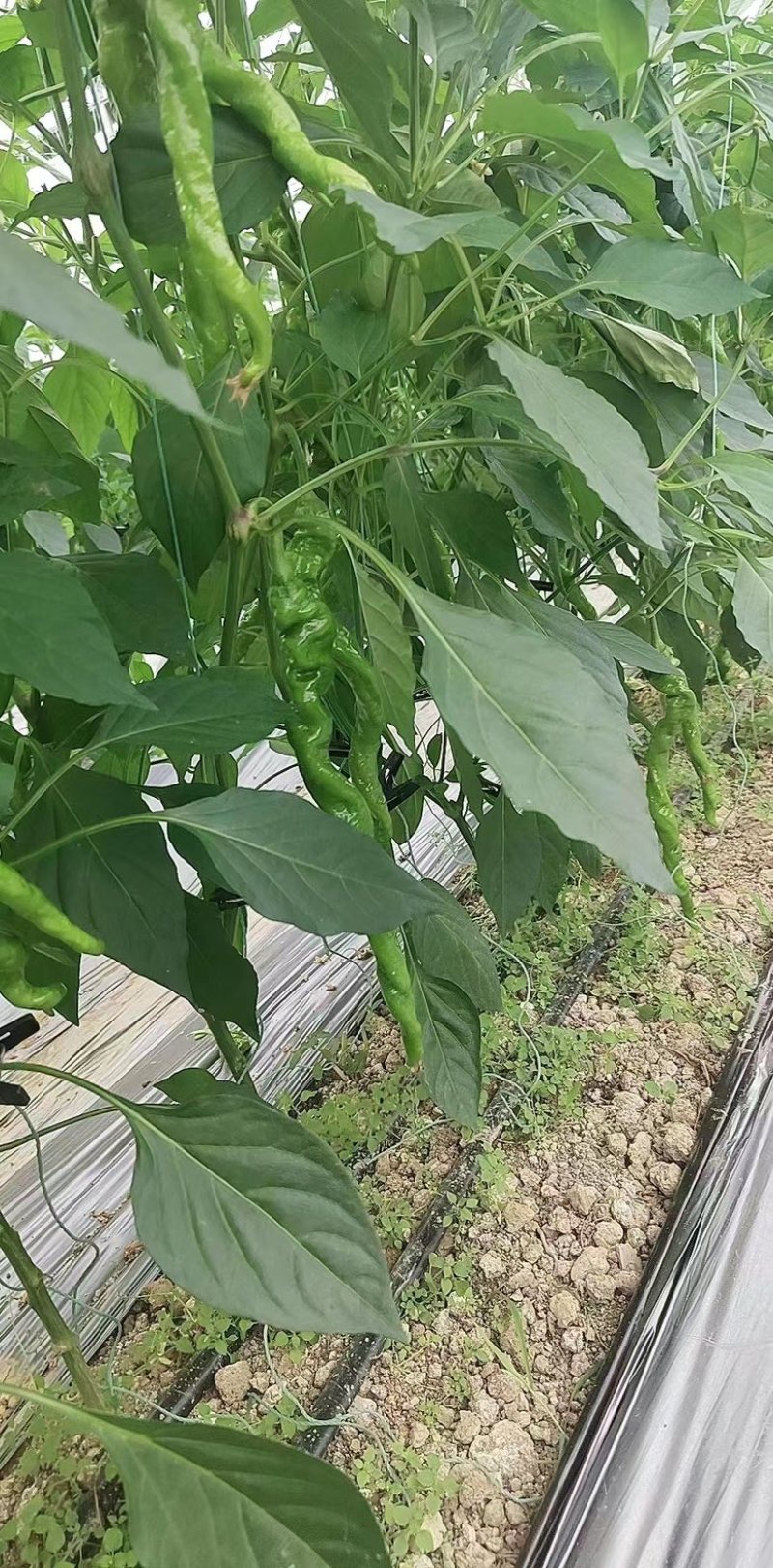 贵州螺丝椒大量供应