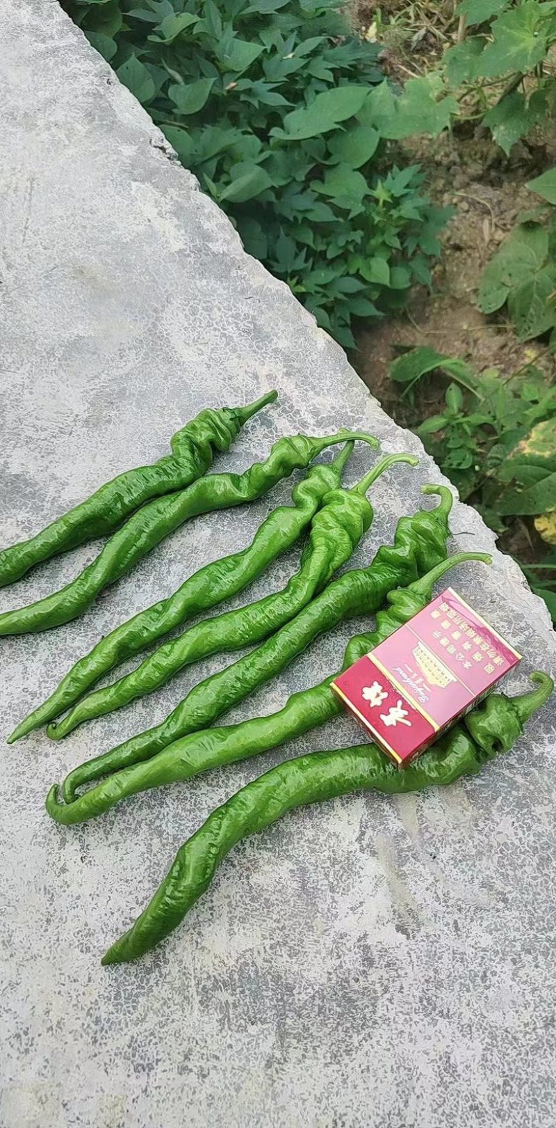 贵州螺丝椒大量供应
