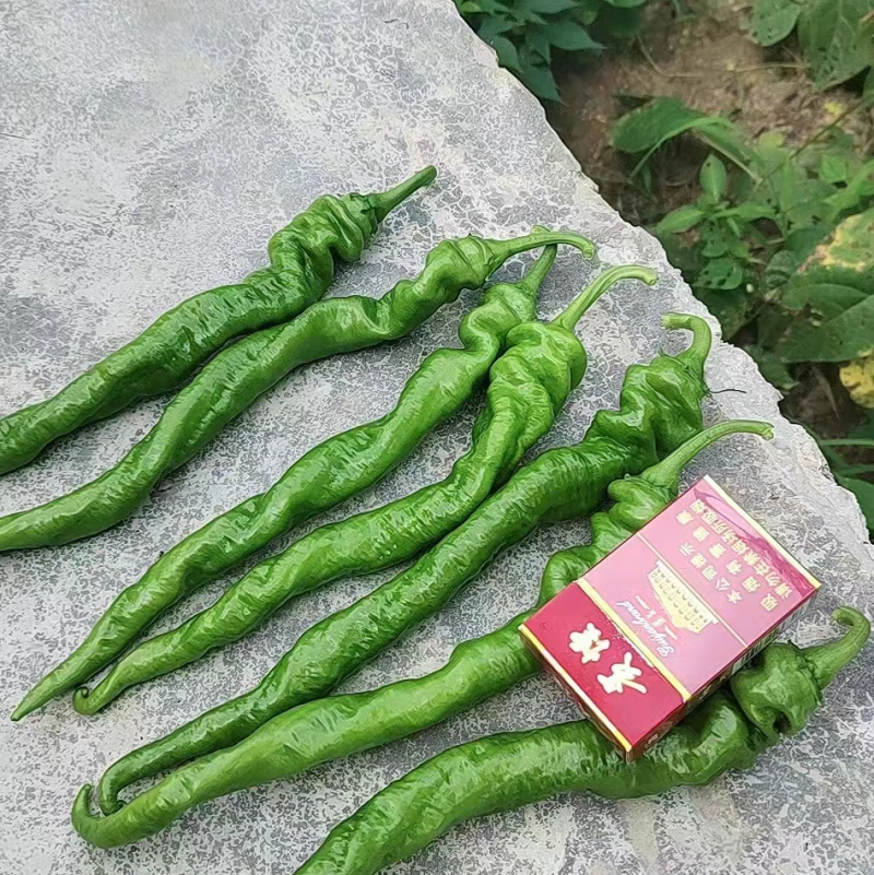 贵州螺丝椒大量供应