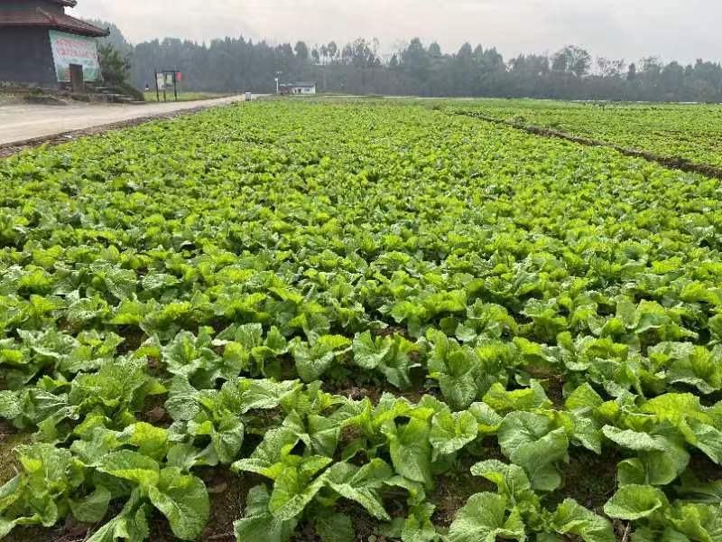 泡菜种子咸菜种子泡青菜种子包包青菜种子包心青菜种子