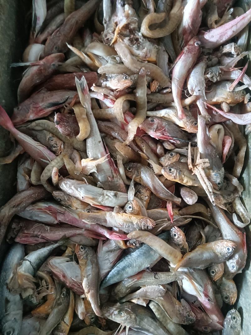 海杂鱼