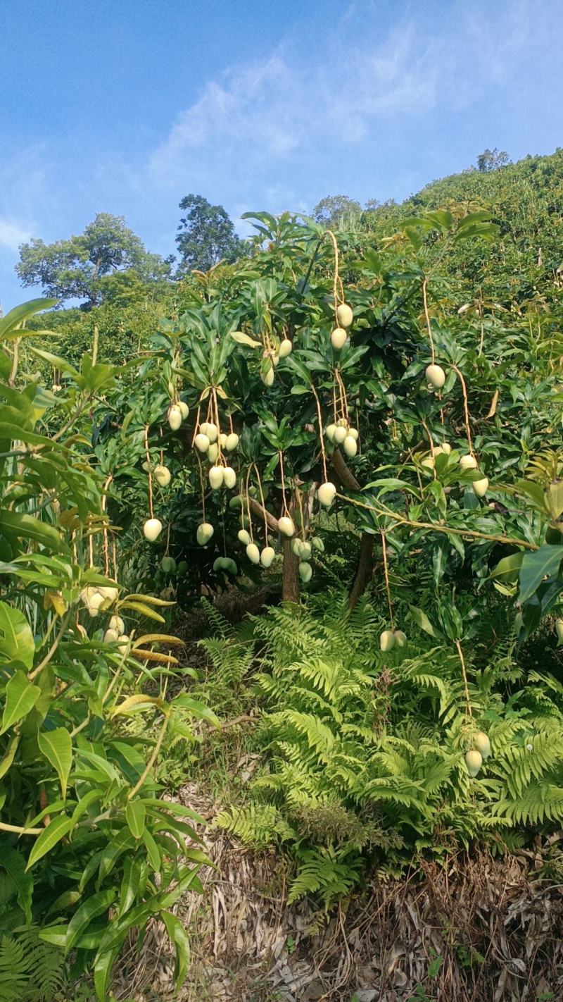 小台芒