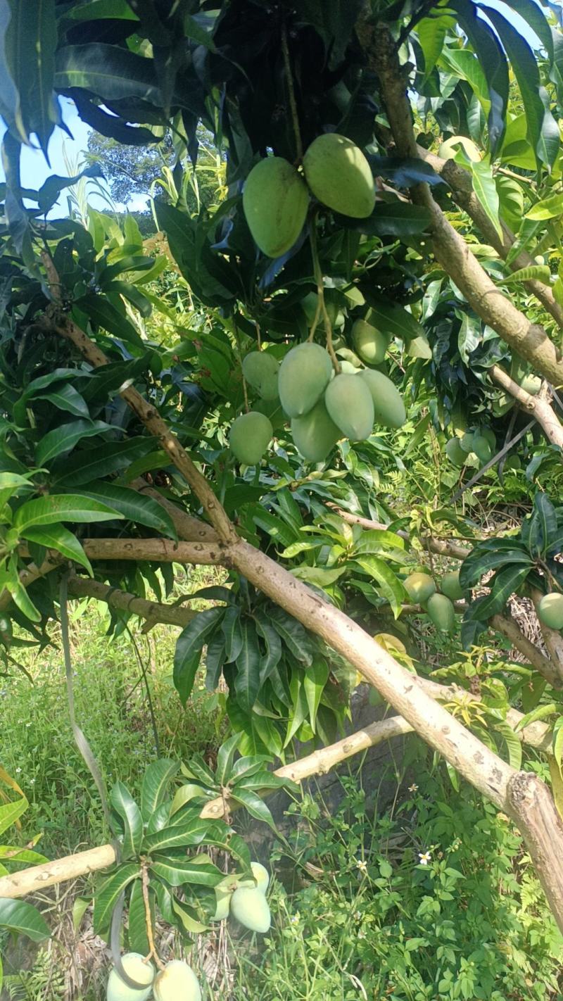 小台芒