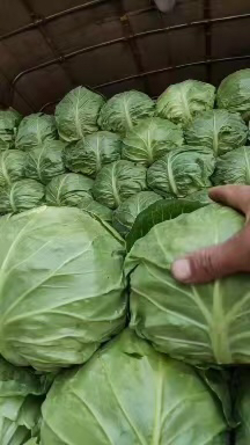 河北产地精品甘蓝大量供应全国发货欢迎致电