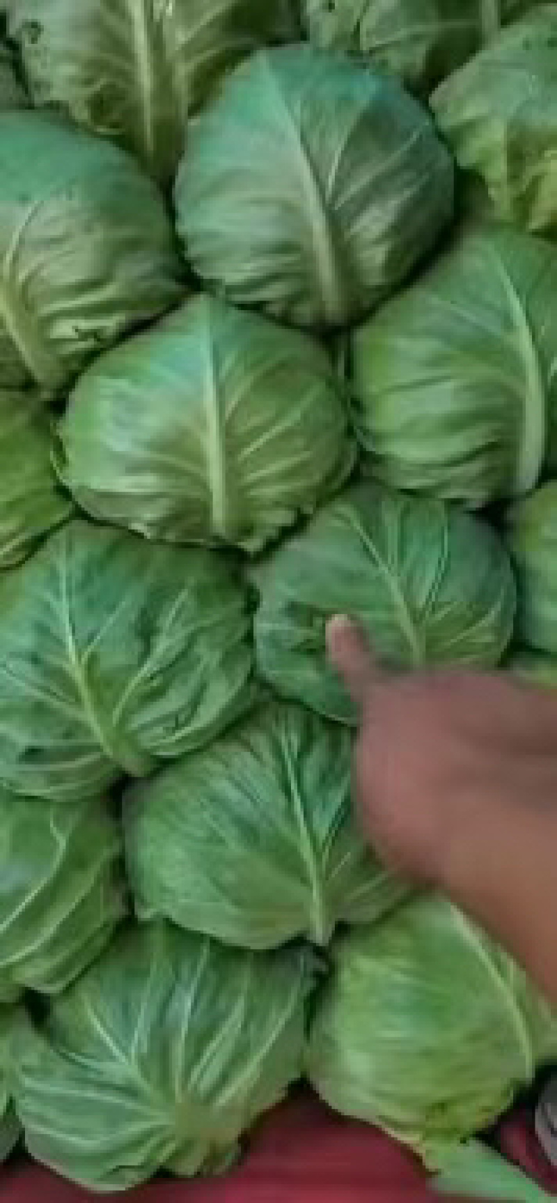 河北产地精品甘蓝大量供应全国发货欢迎致电