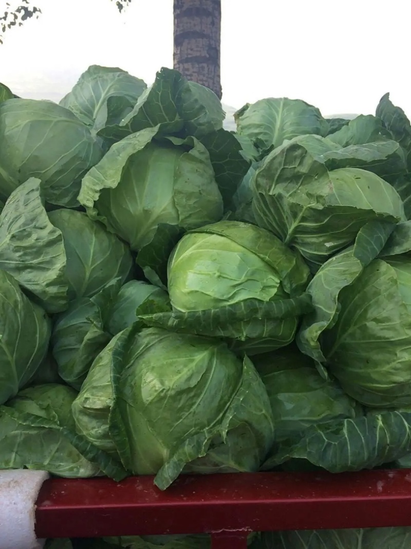 河北产地精品甘蓝大量供应全国发货欢迎致电