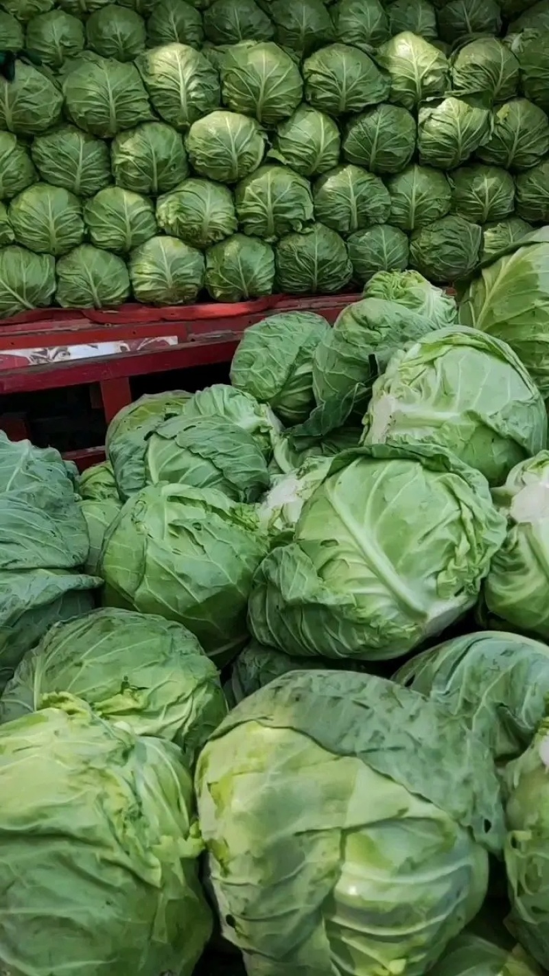 河北产地精品甘蓝大量供应全国发货欢迎致电