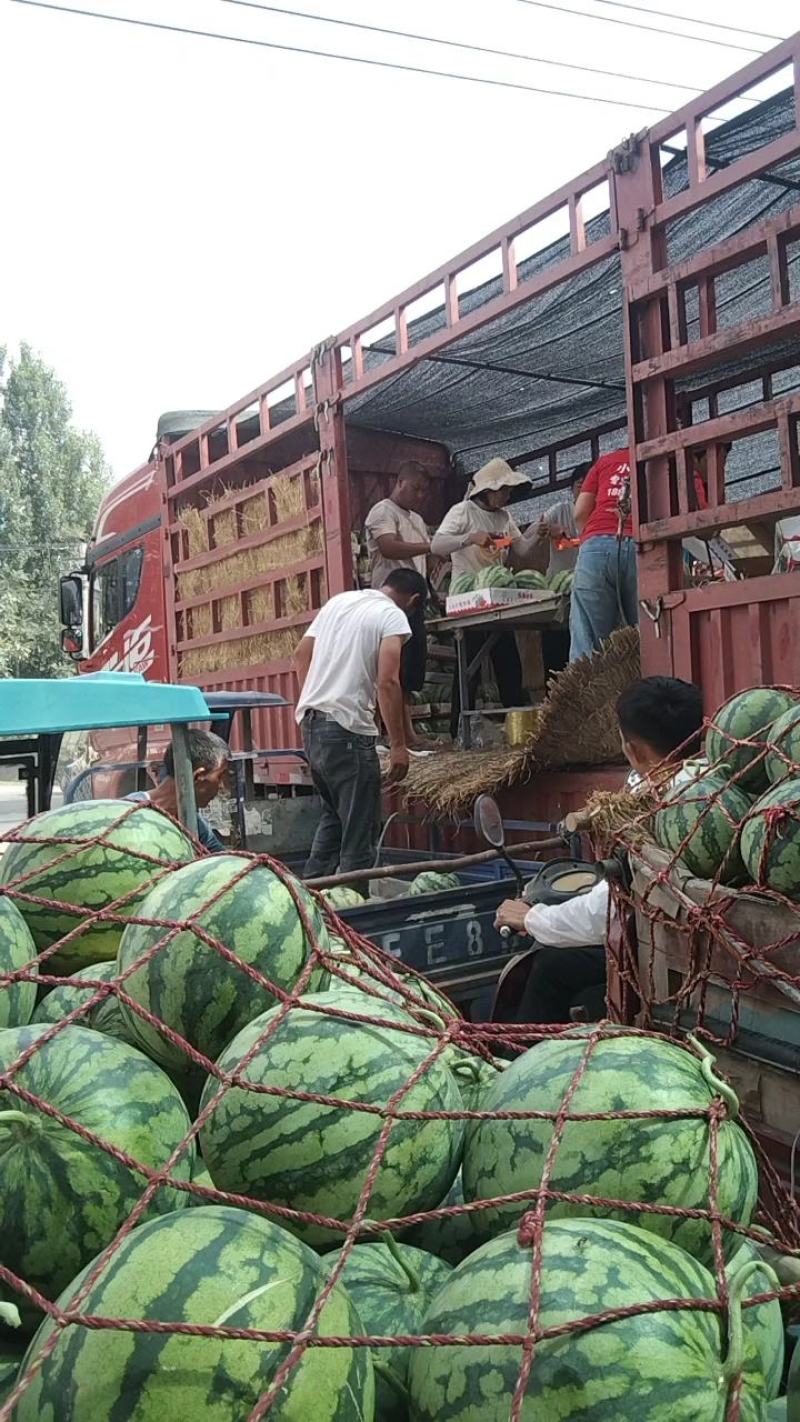 【实力】开封精品美都西瓜基地直发质量保证新鲜采摘