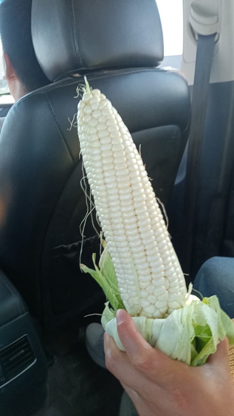 糯玉米