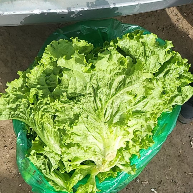 青海散叶生菜高原夏菜专业走货团队对接各级客商