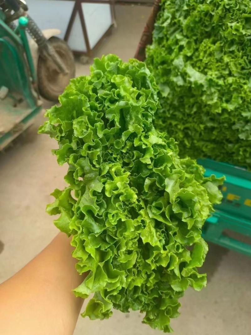 青海散叶生菜高原夏菜专业走货团队对接各级客商