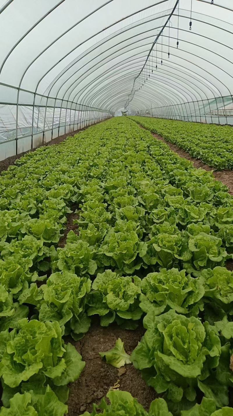 青海散叶生菜高原夏菜专业走货团队对接各级客商
