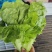 青海散叶生菜高原夏菜专业走货团队对接各级客商