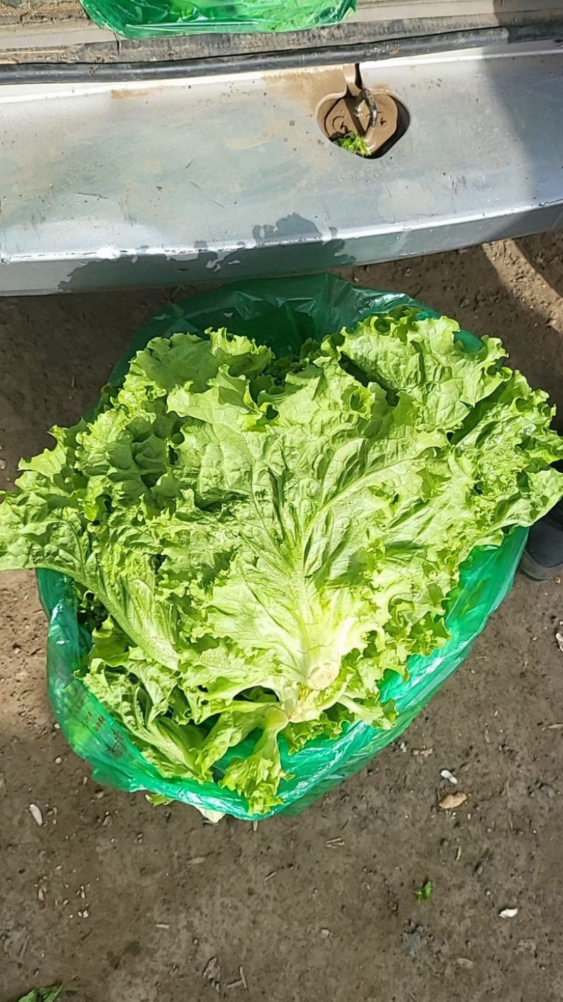 青海散叶生菜高原夏菜专业走货团队对接各级客商