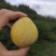 黄金李