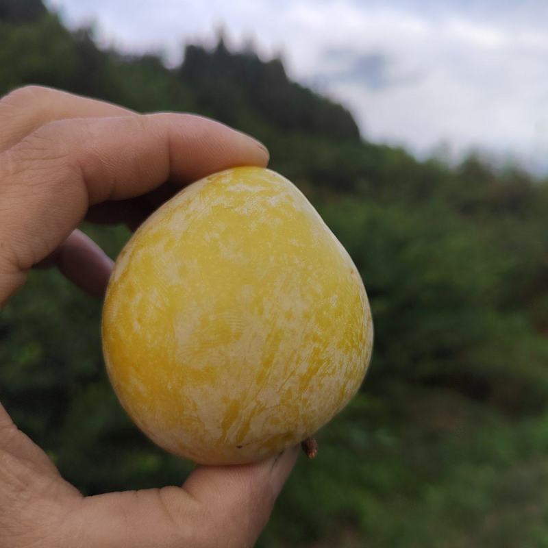 黄金李