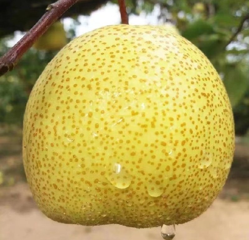 【实力商家】乾县雪花梨糖度高水分足，对接罐头厂果脯厂等