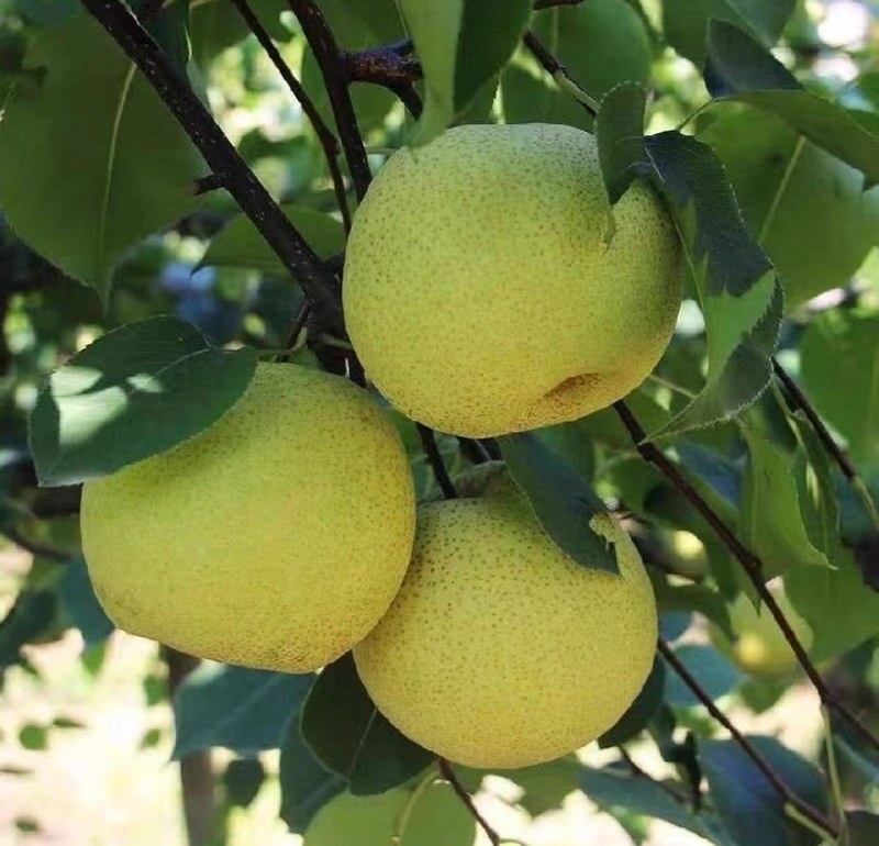 【实力商家】乾县雪花梨糖度高水分足，对接罐头厂果脯厂等