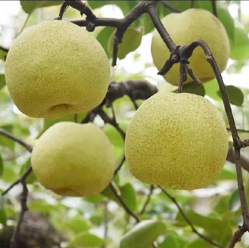 【实力商家】乾县雪花梨糖度高水分足，对接罐头厂果脯厂等